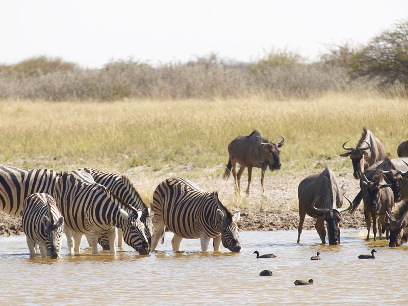 Etosha National Park, Zebra, Gnu, Aroe
        Waterhole